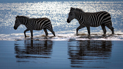 Fototapeta na wymiar Two zebras walking through water in Amboseli Kenya
