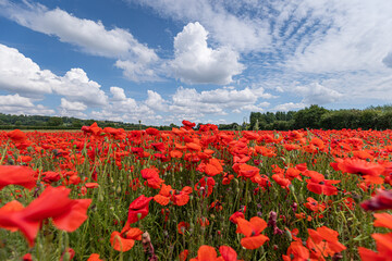 field of poppies and blue sky