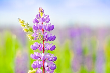 Purple lupine flowers on a green background.