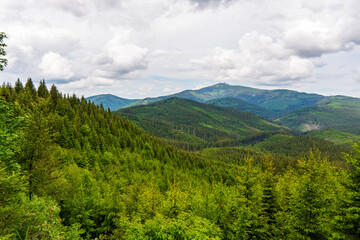 Fototapeta na wymiar Beautiful pine trees on background high mountains. Beskydy Lysa hora czech