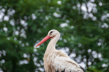 Close up of a stork in an animal park in Germany