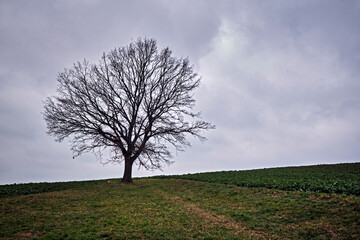 Eine einzeln stehende Eiche ( Quercus ) auf einem Feld.