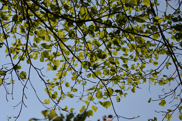 green leaves of a tree