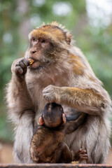 Close up of a monkey family in an animal park in Germany