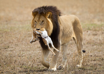 Male lion with beautiful dark mane carrying a dead baby thompson gazelle in Serengeti National Park...