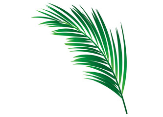 einzelnes grünes Palmenblatt