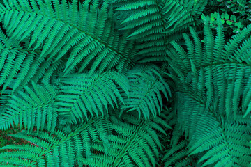 Tropical green fern leaves backrground