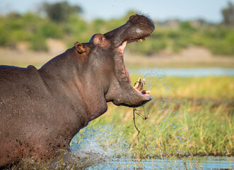 One adult hippo yawning standing in water in Chobe River Botswana