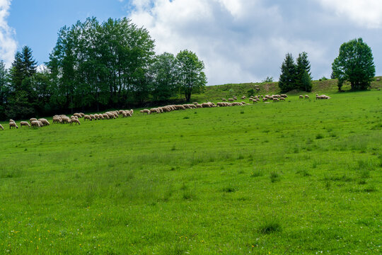 Herd of sheep on beautiful mountain meadow, slovakia