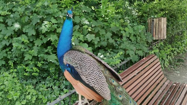 Pavo Real descansando sobre un banco del Campo Grande de Valladolid