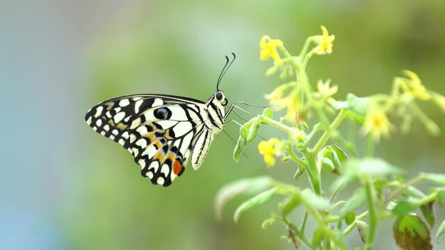 
Close-up shot of a Beautiful Lime Butterfly Papilio demoleus malayanus Wallace resting on a tomato plant leaf