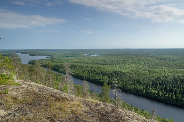 Fototapeta na wymiar Forest on the rocks in Karelia