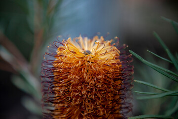 Banksia spinulosa from the side