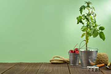 Seedlings. Tomato shoot. Gardening affairs.