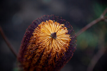 Banksia spinulosa from above 