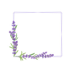 Romantic square frame with light violet tender lavender flower branches on white background, watercolor illustration for greeting cards invitations textile travel articles, symbol of French Provence