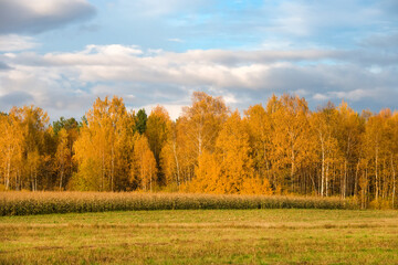 Fototapeta premium View Of An Agricultural Field With Corn At The Edge Of The Forest In Autumn Evening