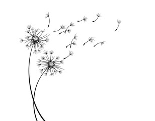 Fototapeta The Field dandelion flower sketch with flying seeds. obraz