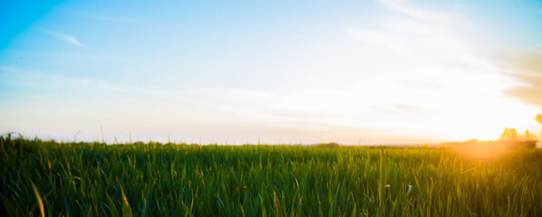 Sugarcane field at sunset. sugarcane is a grass of poaceae family. it taste sweet and good for health. Well known as tebu in malaysia