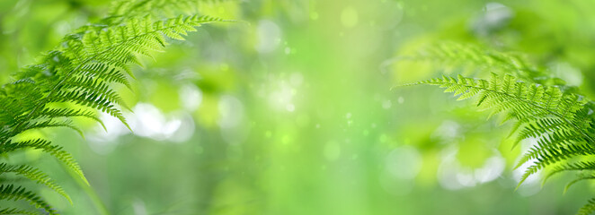 abstract nature background with green fern leaves.  concept of nature, ecology, environment. summer forest landscape, texture for design.  banner - obrazy, fototapety, plakaty