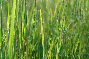 Fototapeta na wymiar Fresh green grass in dew lit by the bright morning sun