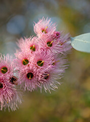 Eucalyptus sideroxylon blossom