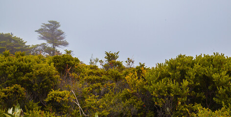 High in the mountains, the clouds descended on a beautiful field and trees