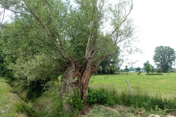 kaputter Baum