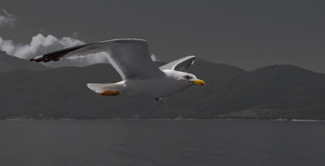 Seagull on the fly in the sunset