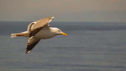 Fototapeta na wymiar Seagull on the fly in the sunset
