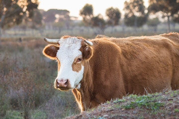 Cattle standing on a farm close up of one animal brown color at sunset