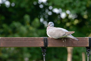 pigeon on the fence