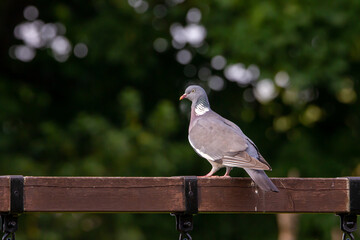 pigeon in the park