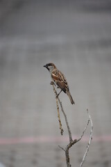 sparrow