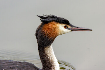 closeup great crested grebe