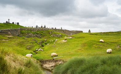 Sheep in the wild on a green hill near a cemetery in Ireland.