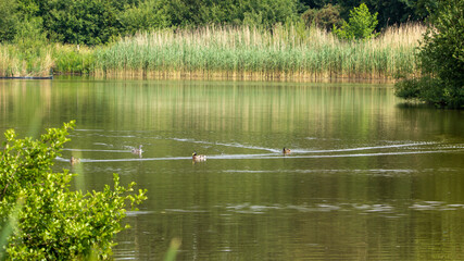 Obraz premium lake in the park