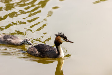 Great Crested Grebe close up on the water