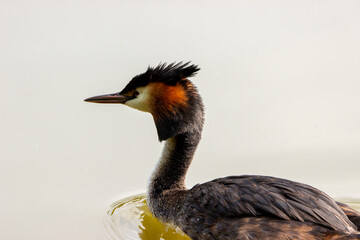 Great Crested Grebe close up