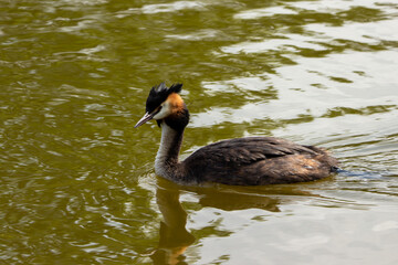 Crested Grebe on the water