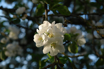 A close up of snowy white flowers of apple tree of the 'Shtrifel' variety blooming in a spring garden on a clear sunny day