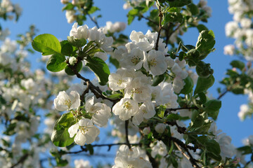 A close up of apple tree branch with beautiful snow-white flowers against the blue sky. Flowering apple tree (Malus domestica) of the 'Shtrifel' variety on a bright sunny day