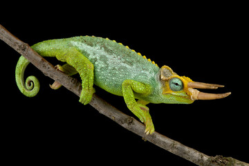 Dwarf Jackson's chameleon (Trioceros jacksonii merumontanus )