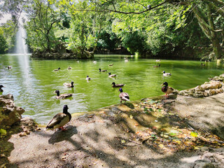 Estanque de los patos en el Campo Grande de Valladolid