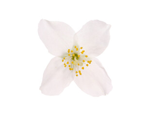 Single jasmine flower isolated on white