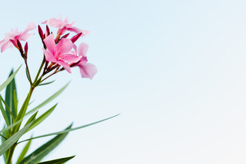 blooming oleander, pink flowers against the sky