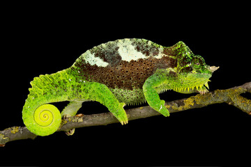 southern four-horned chameleon (Trioceros quadricornis quadricornis) male © mgkuijpers