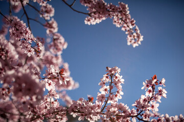 cherry blossom tree blue space