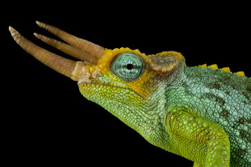 Dwarf Jackson's chameleon (Trioceros jacksonii merumontanus ) male © mgkuijpers