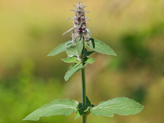 Downy woundwort blooming plant, Stachys germanica